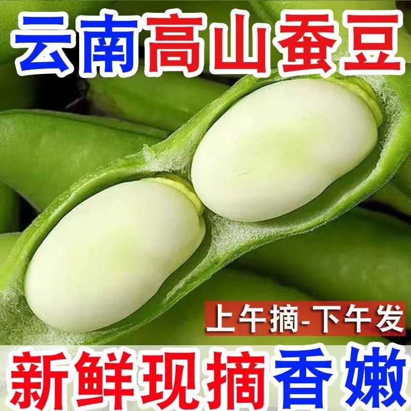 云南新鲜嫩蚕豆蚕豆角云带壳豆角青蚕豆新鲜蔬菜嫩胡豆罗汉豆现摘
