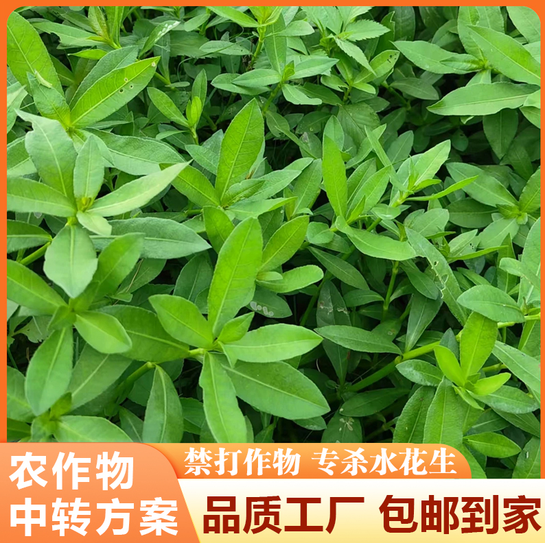 【农作物中转方案】禁对作物喷射专打水花生升级版套装方案yc