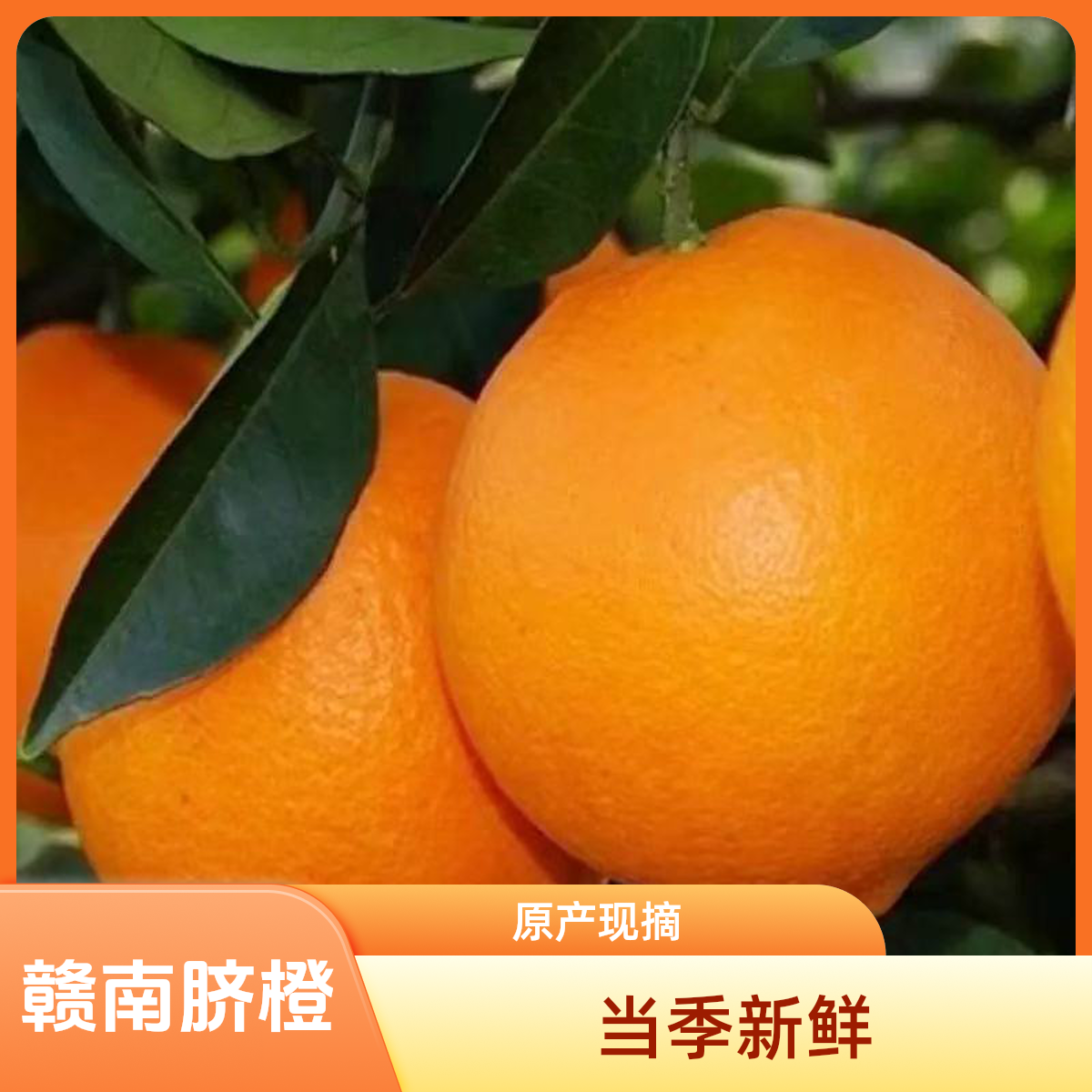 【赣南脐橙果园直供】当季新鲜水果原产地现摘现发橙子