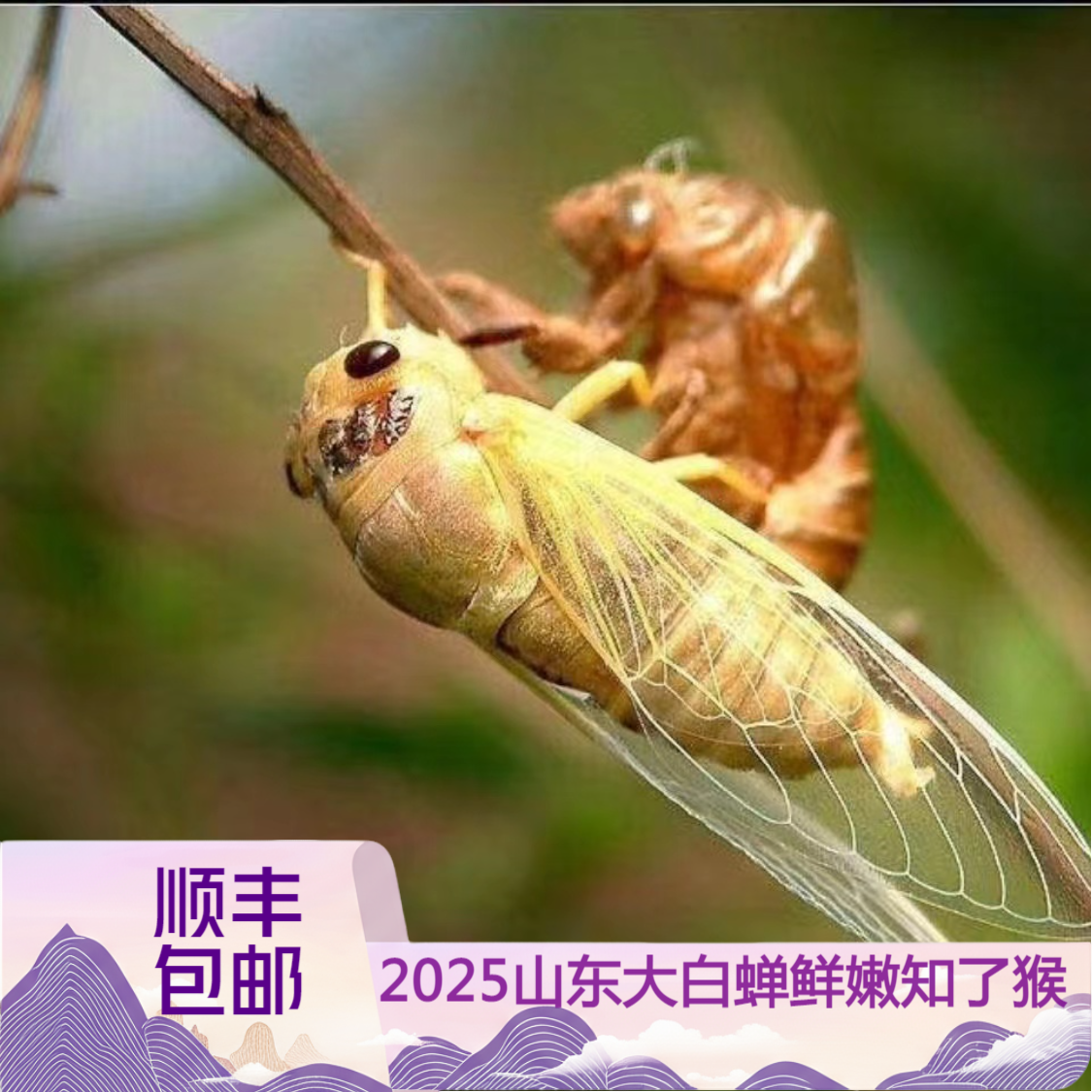 2025鲜嫩脱壳知了猴金白蝉银蝉结了龟非油炸爬叉知了猴（顺丰包邮）