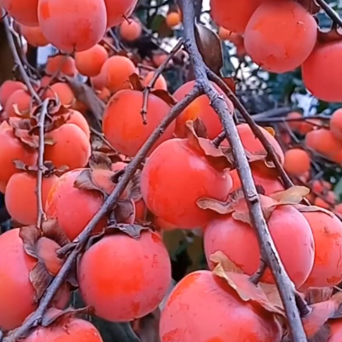 柿子树苗嫁接柿子树苗盆栽地栽阳台庭院种植