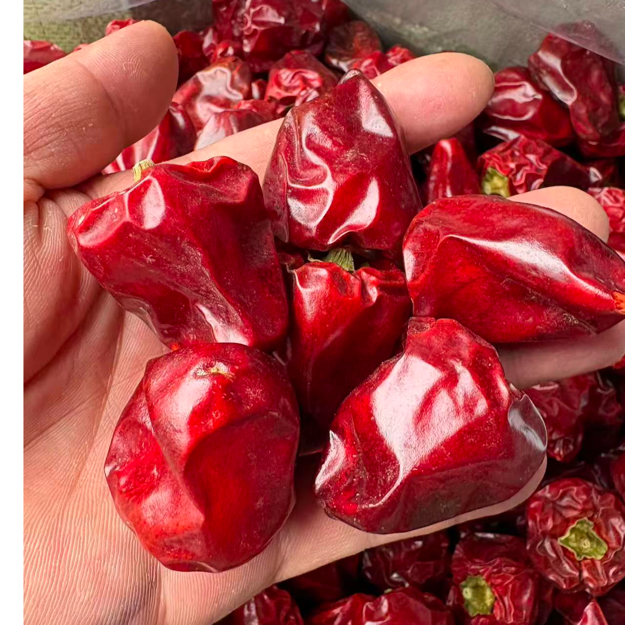 2025年农家种植灯笼椒