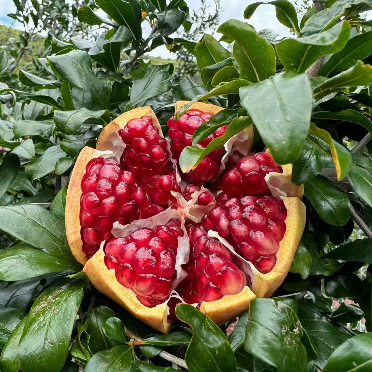 正宗四川会理突尼斯软籽石榴新鲜当季水果爆甜多汁饱满纯甜