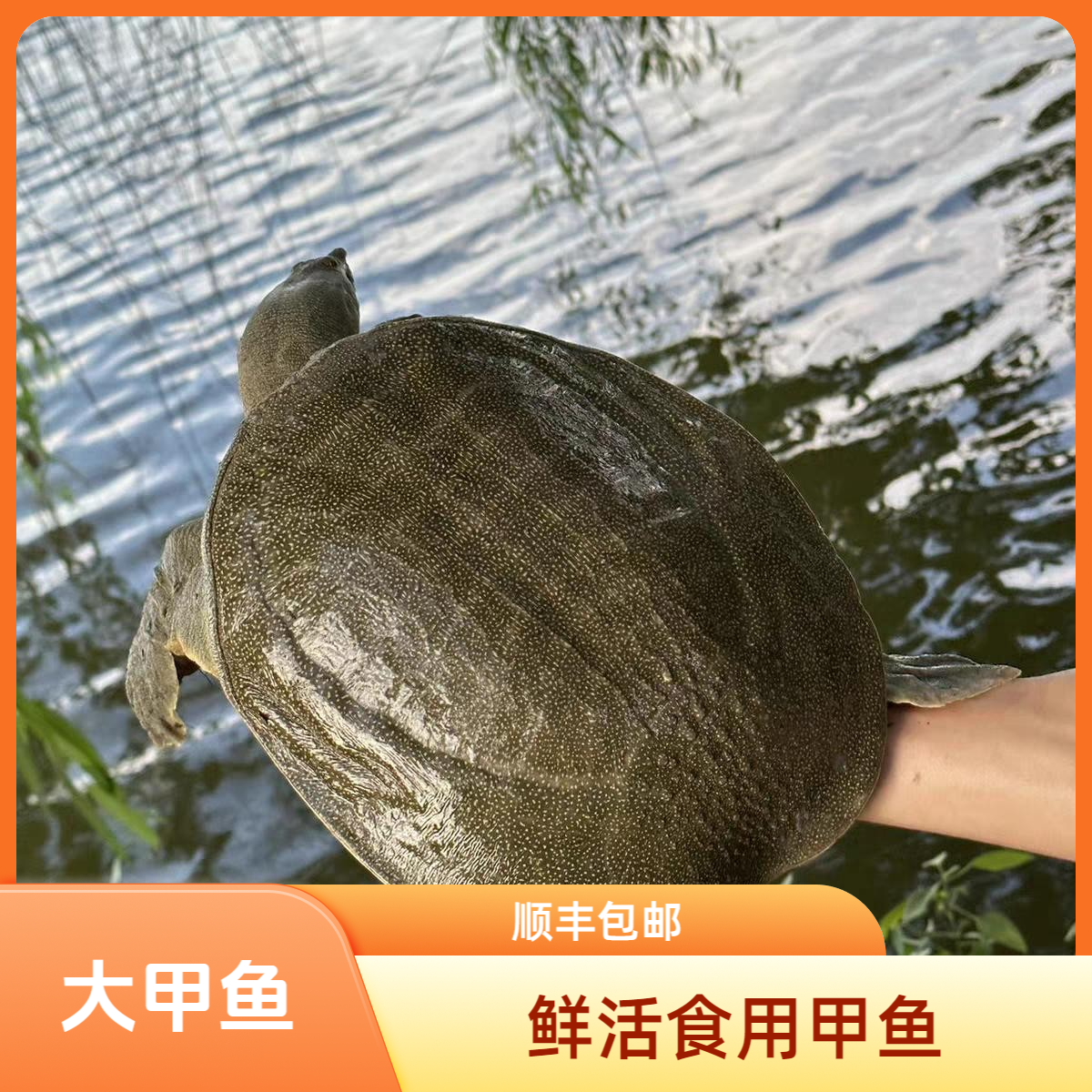 2只大甲鱼共4~4.5斤鲜活食用青背甲鱼水鱼公母随机包邮包活到家