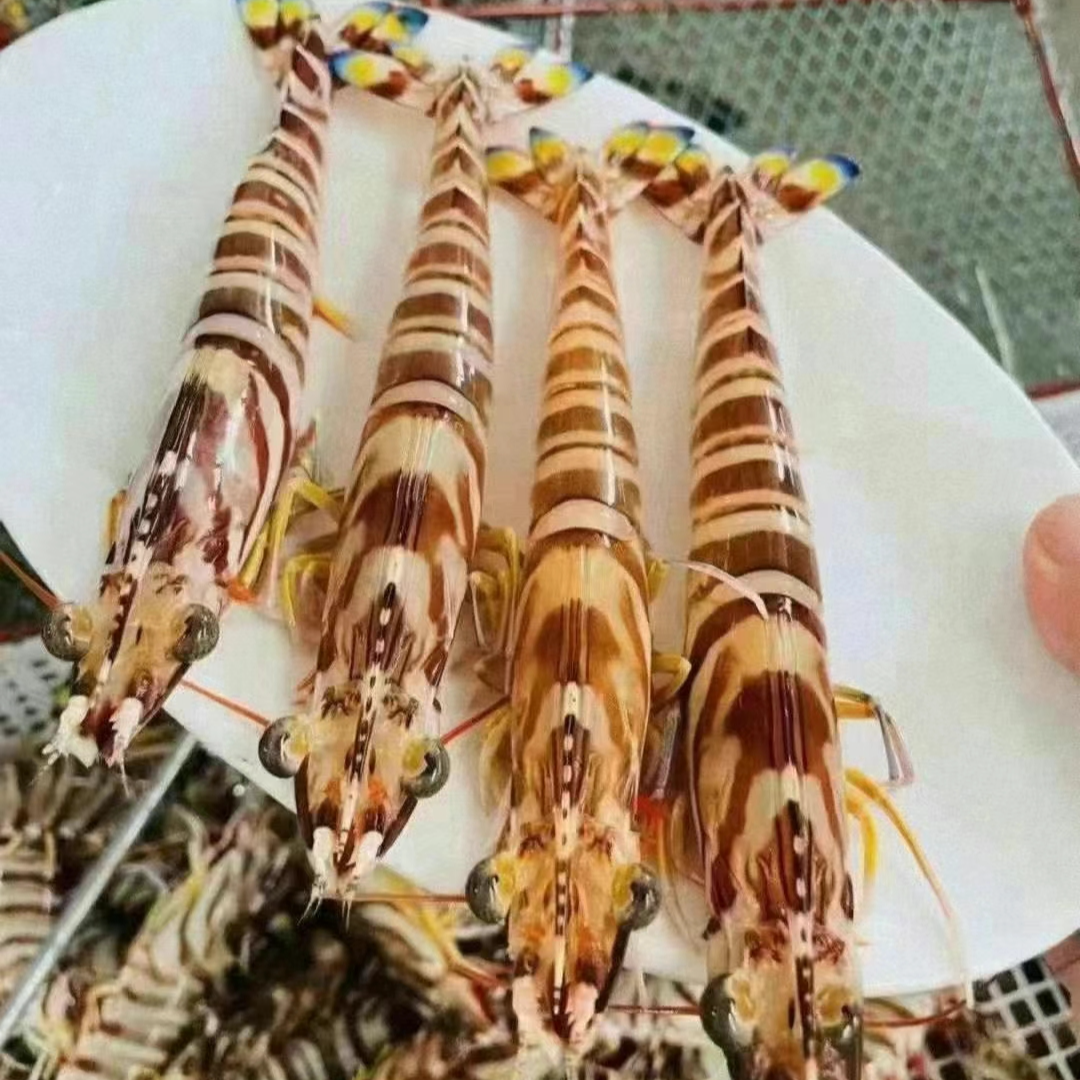 东海深海海鲜【深海竹节虾】-60°锁鲜发货空运24小时达深海蛋白质