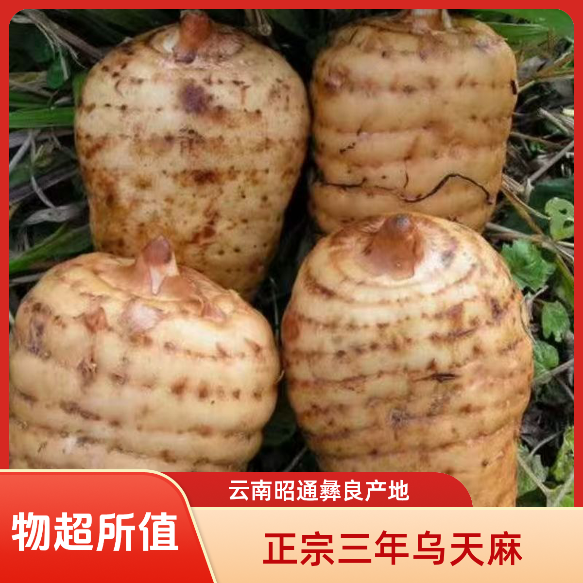 正宗三年【新鲜乌天麻】 云南昭通彝良小草坝 产地直发炖鸡煲汤泡酒