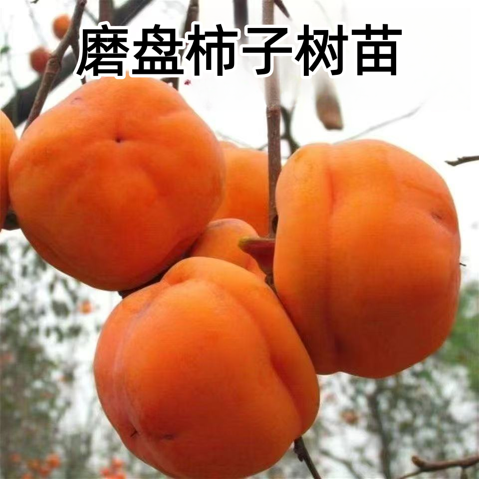 柿子树苗嫁接磨盘柿子树苗南北方庭院种植地栽盆栽磨盘柿子果树苗