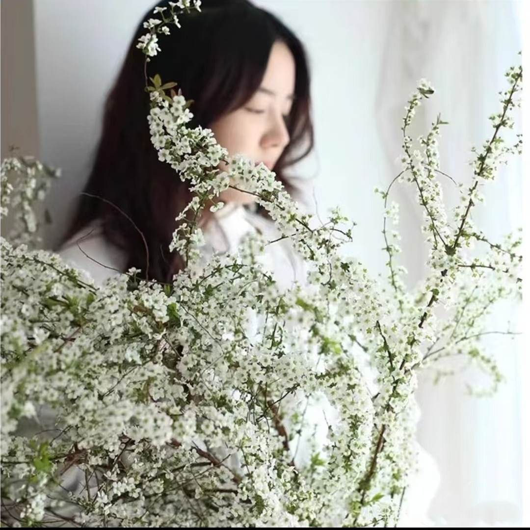 喷雪花树苗雪柳苗别墅庭院花园植物盆栽地栽耐寒可水培雪柳鲜枝条