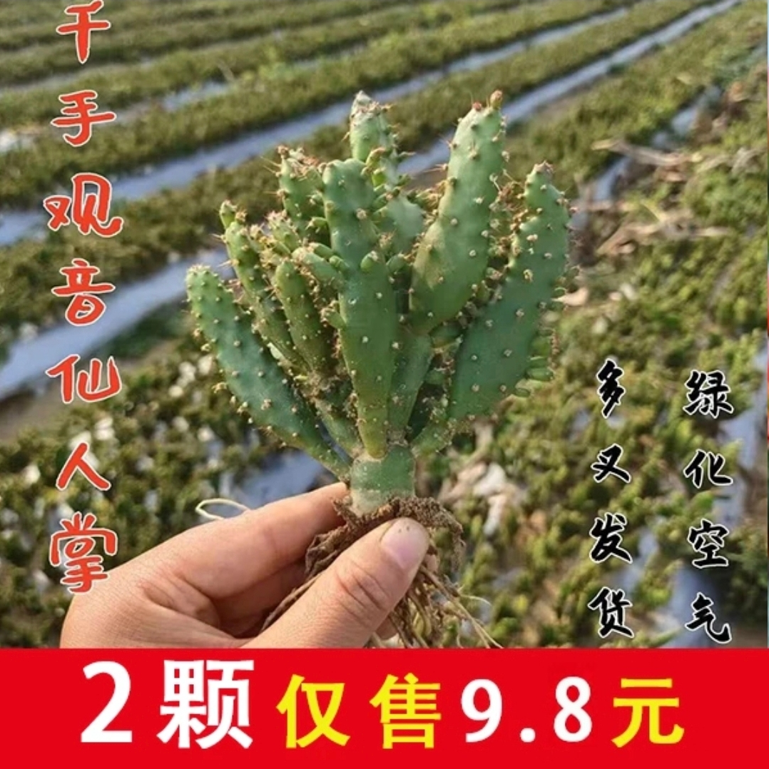 嫁接多色千手观音仙人掌盆栽懒人花卉浓香型大花耐热耐旱易成活