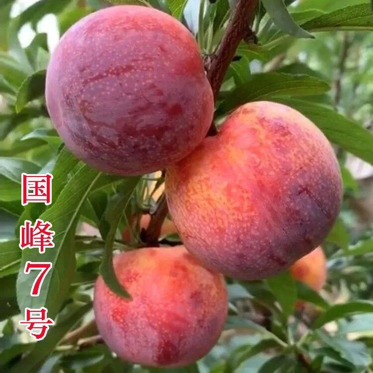 正宗国峰七号树苗晚熟品种嫁接李子苗南方北方种植国丰号辽宁