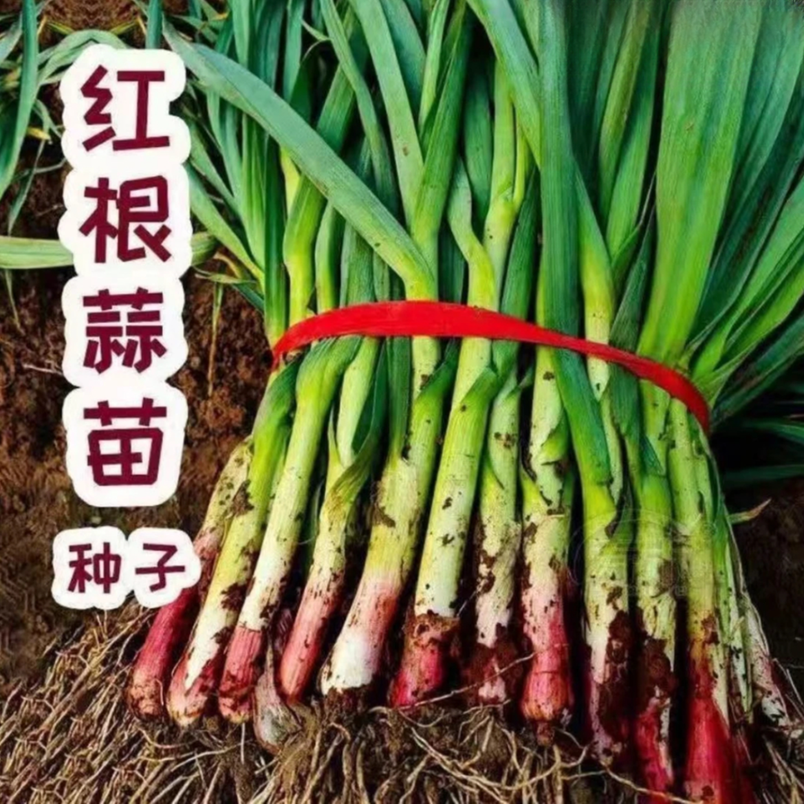 【紫根蒜苗种子】家庭阳台小院盆栽地栽四季种植