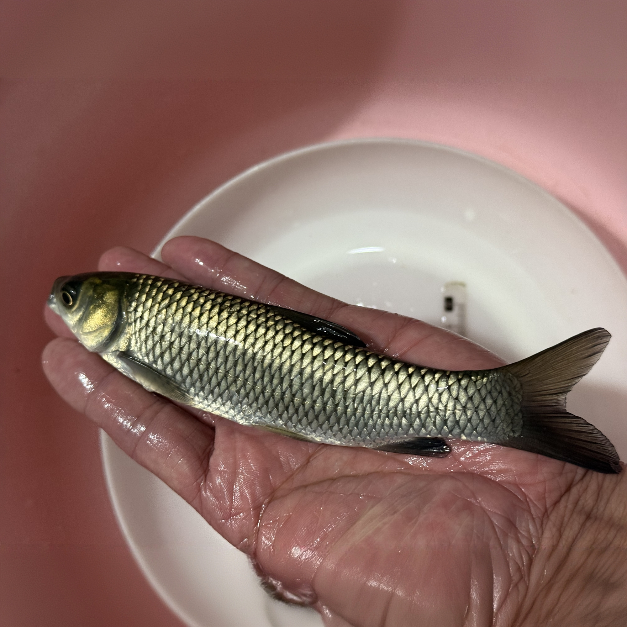 草鱼鲩鱼特大草鱼观赏养殖四大家鱼淡水活体批发