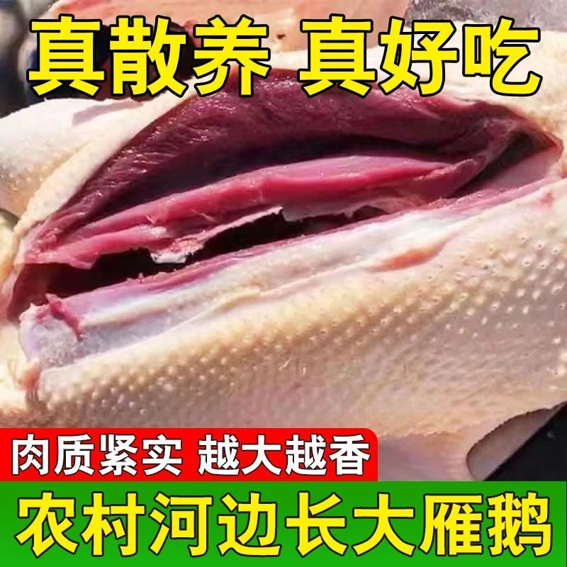 【顺丰/京东包邮】散养大雁鹅单只净重4.7-5斤带掌 .带翅.带心肝