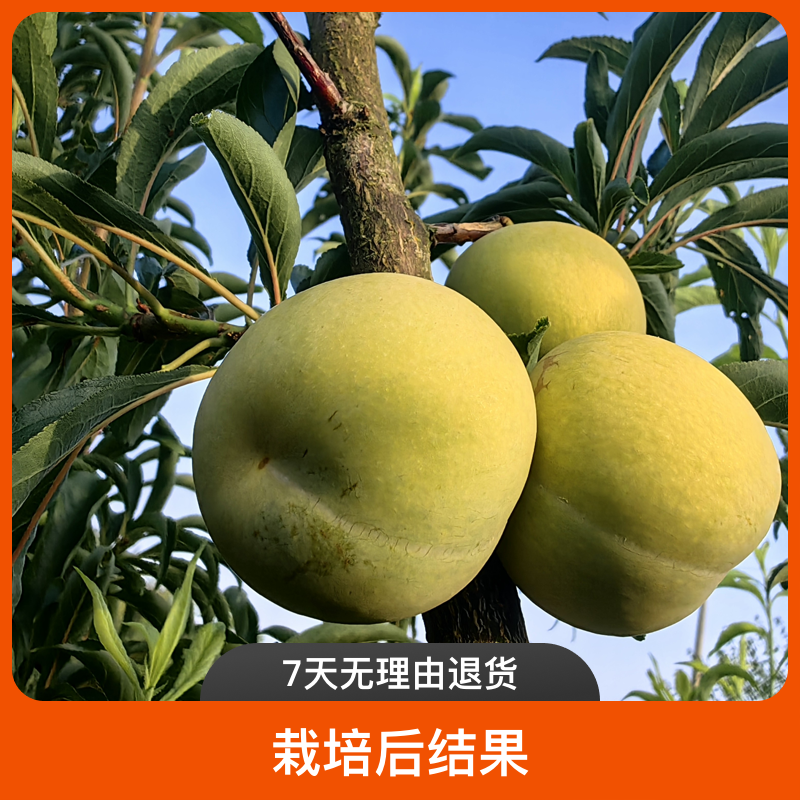 黑涞醉李380芽变正版嫁接中熟黄肉离核树苗南北种植好吃好种
