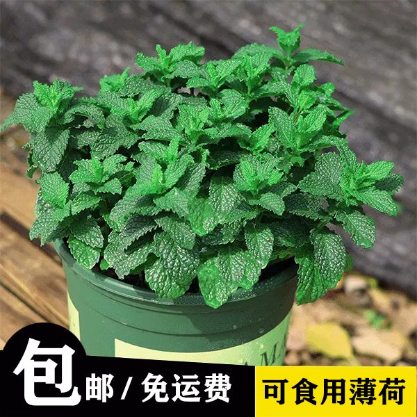 绿植花卉薄荷盆栽可食用水培薄荷叶新鲜驱蚊植物室内阳台庭院室外