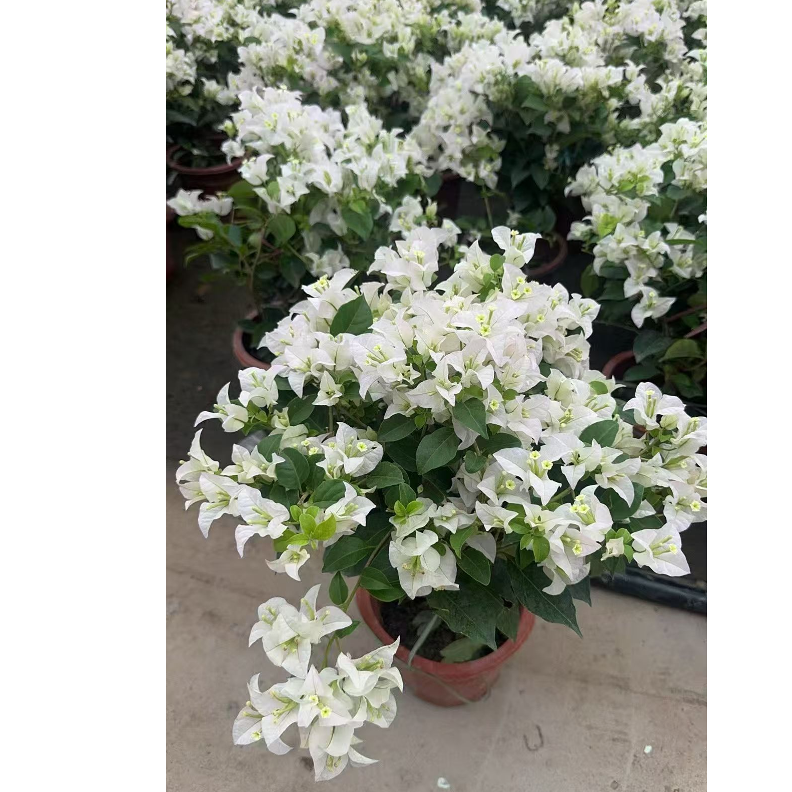 重瓣三角梅盆栽大苗带花老桩室内外爬藤植物红梅花卉四季开花好养