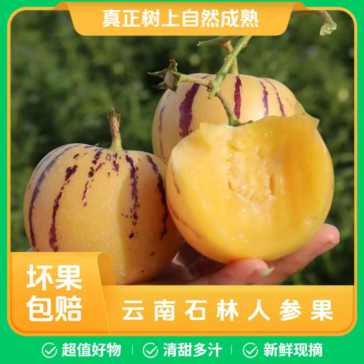【云南石林】树上熟人参果黄肉清甜多汁果园现摘新鲜应季水果包邮