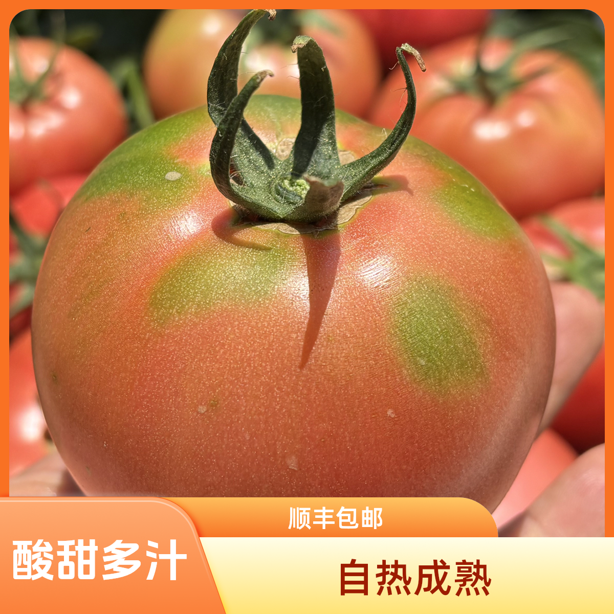 顺丰包邮高原高海拔口感型老品种沙瓤西红柿自然熟可生吃多籽番茄