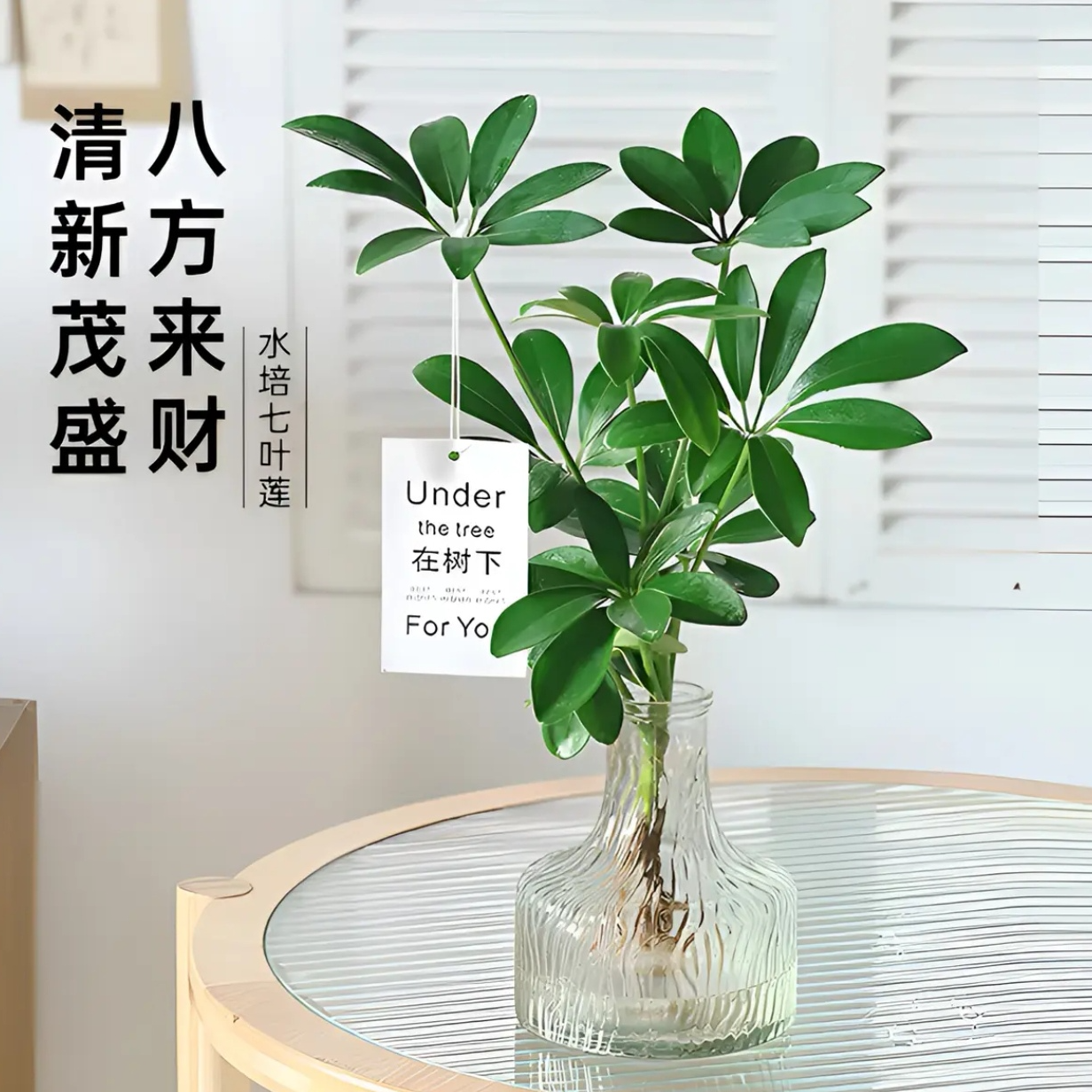 水培七叶莲鸭脚木绿植盆栽室内外生长四季常青八方来财