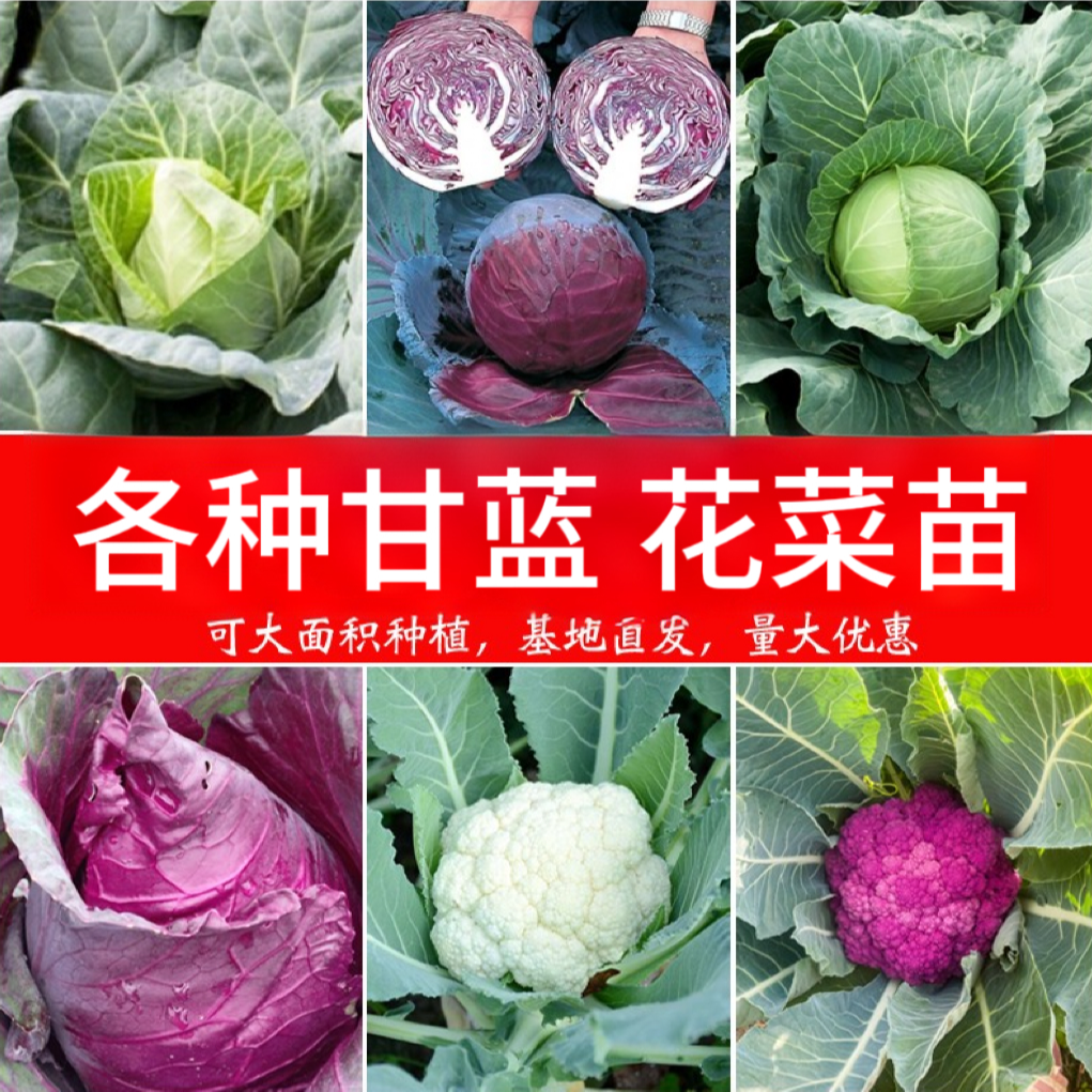 各种西兰花菜花甘蓝种苗松花椰菜苗庭院盆栽青菜越冬蔬菜苗