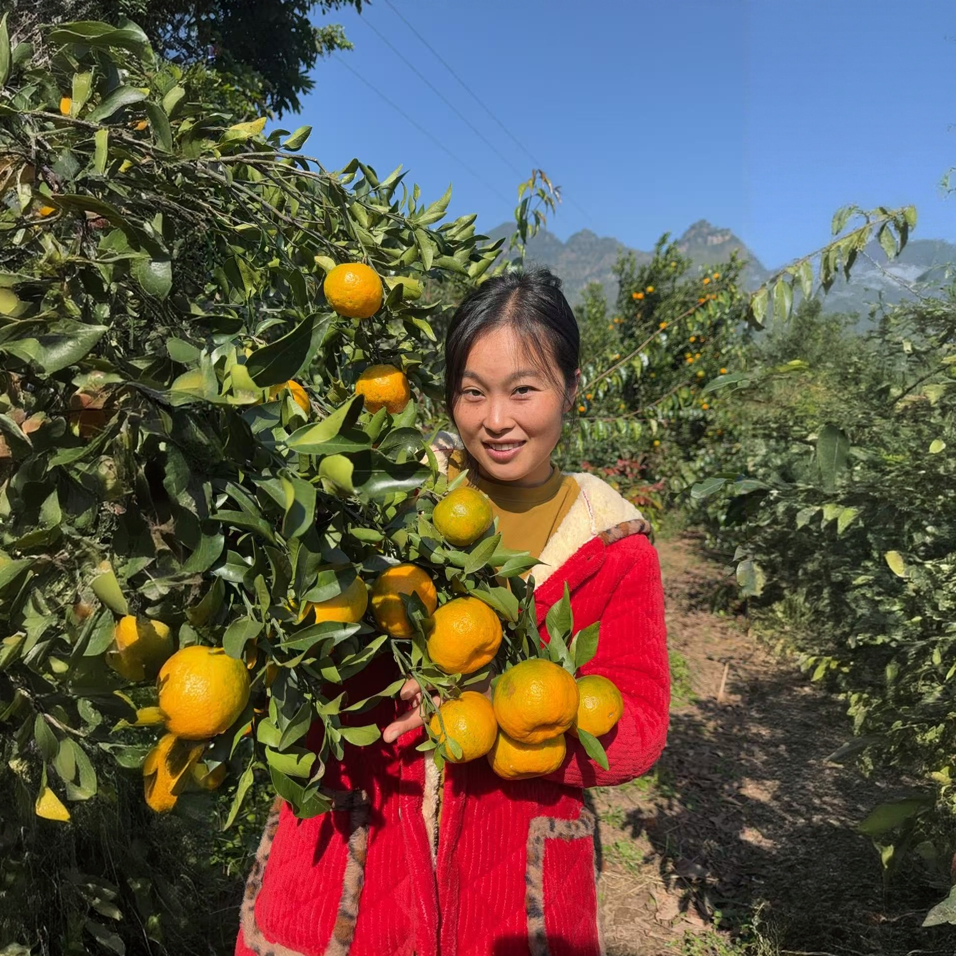 四川金江碰柑（四川。宜宾。屏山）脆爽酸甜香味浓郁
