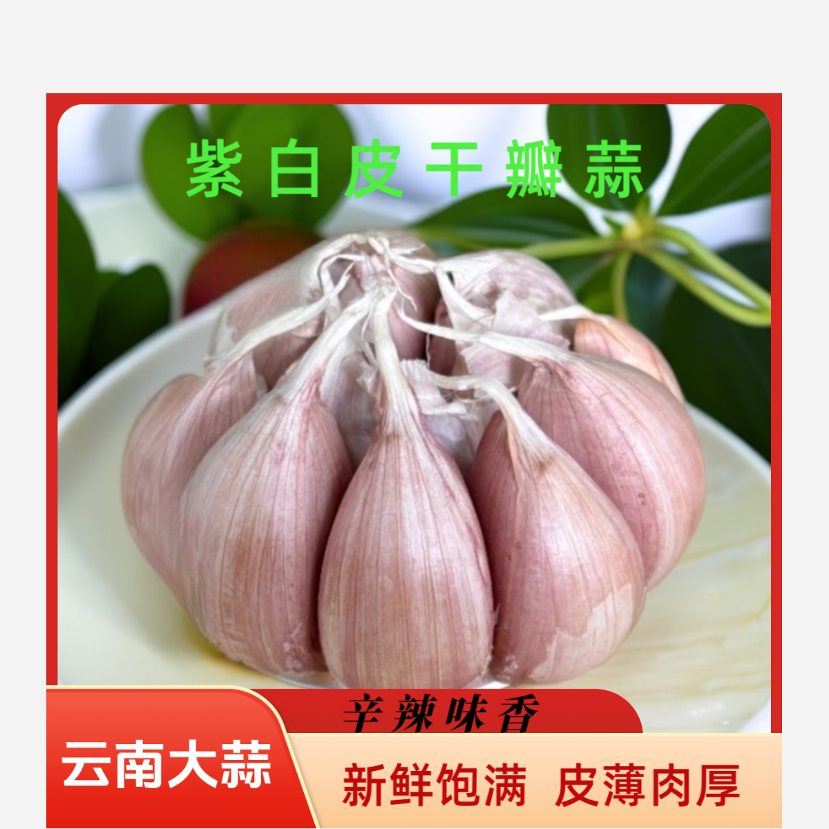 云南当季新鲜饱满多瓣农家自种瓣香紫白皮新晒大紫皮特大干大蒜头