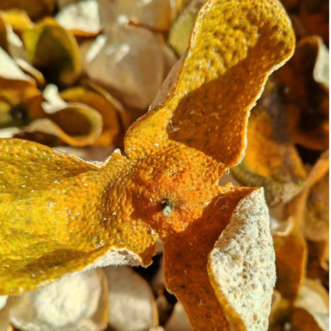 2024年新会陈皮柑柑好