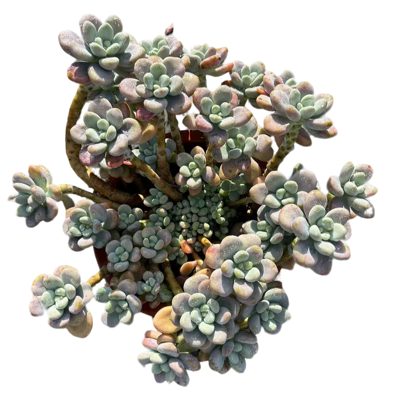 老桩大洛神脱土（传承多肉）多肉植物室内绿植净化空气