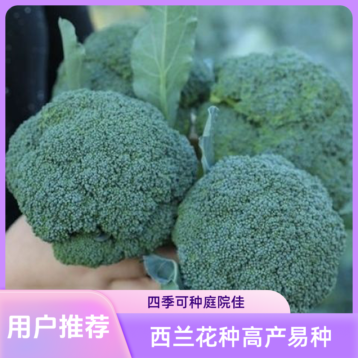 【西兰花种子】高产耐寒易种绿花菜种子庭院露天种植蔬菜种子