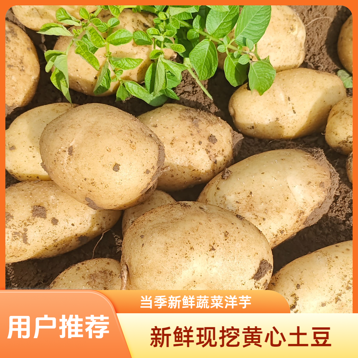 新鲜黄皮黄心土豆 当季新鲜蔬菜 洋芋 马铃薯 农家菜