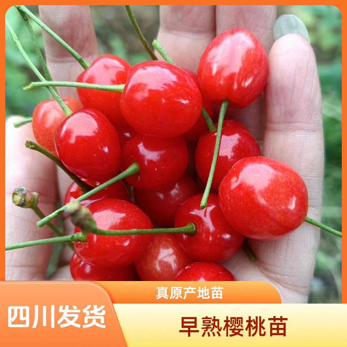 【果树】早熟玛瑙红樱桃树苗种植嫁接小樱桃果树原产地鸡心樱桃树苗