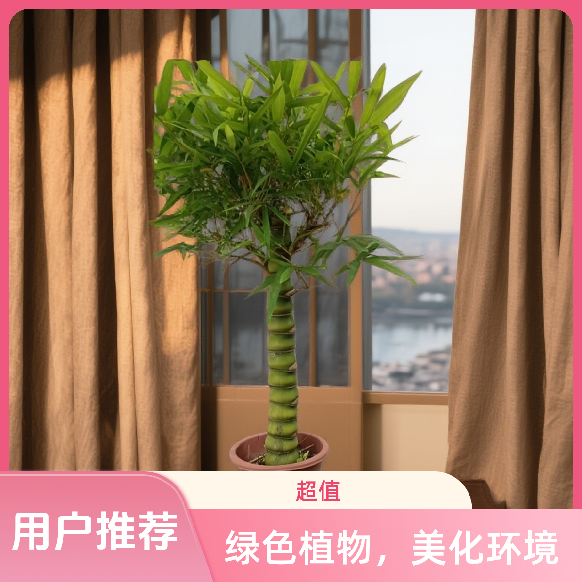 室内摆放精品饱满佛肚竹多年生竹四季常青适合室内环境绿植客厅