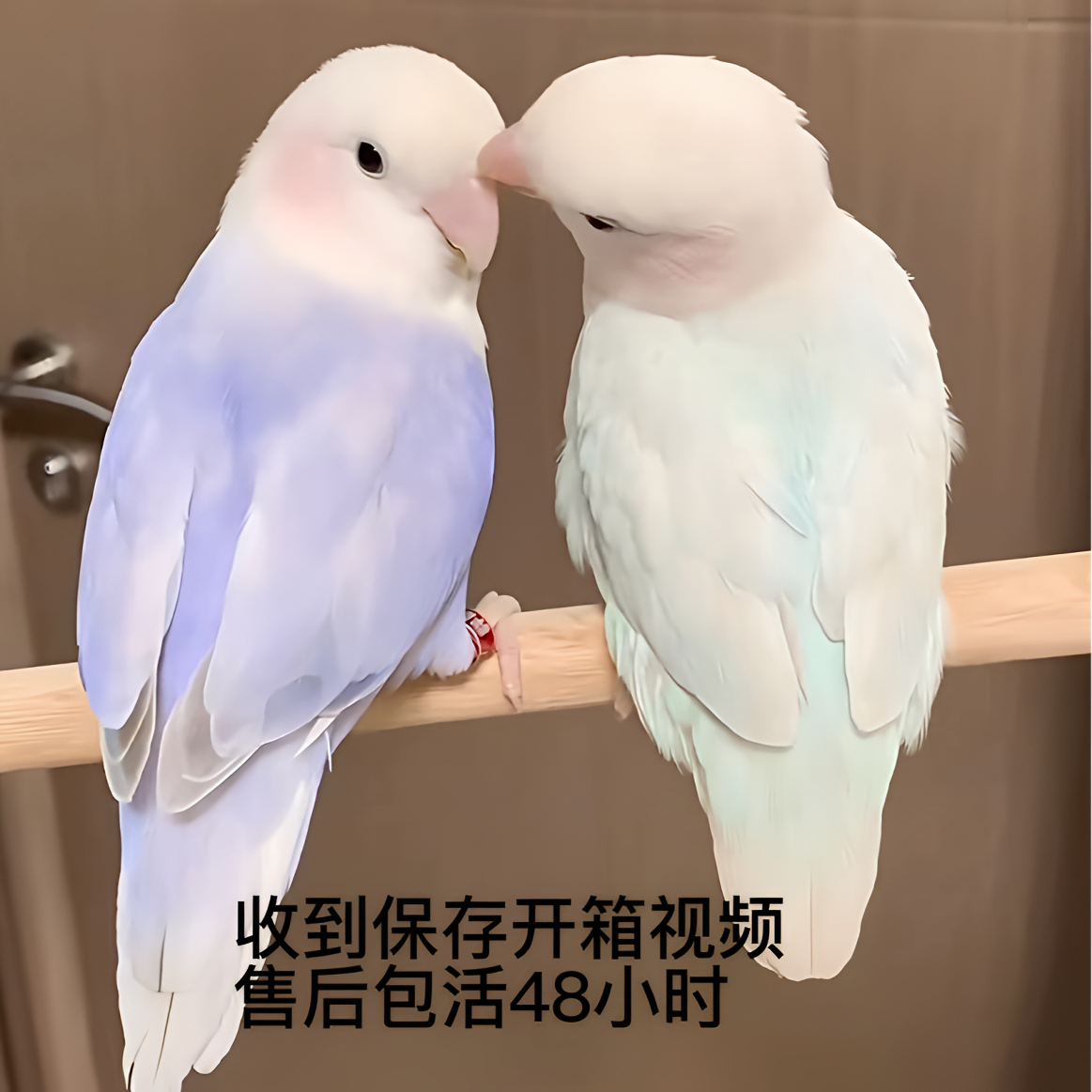 手养亲人牡丹鹦鹉活体