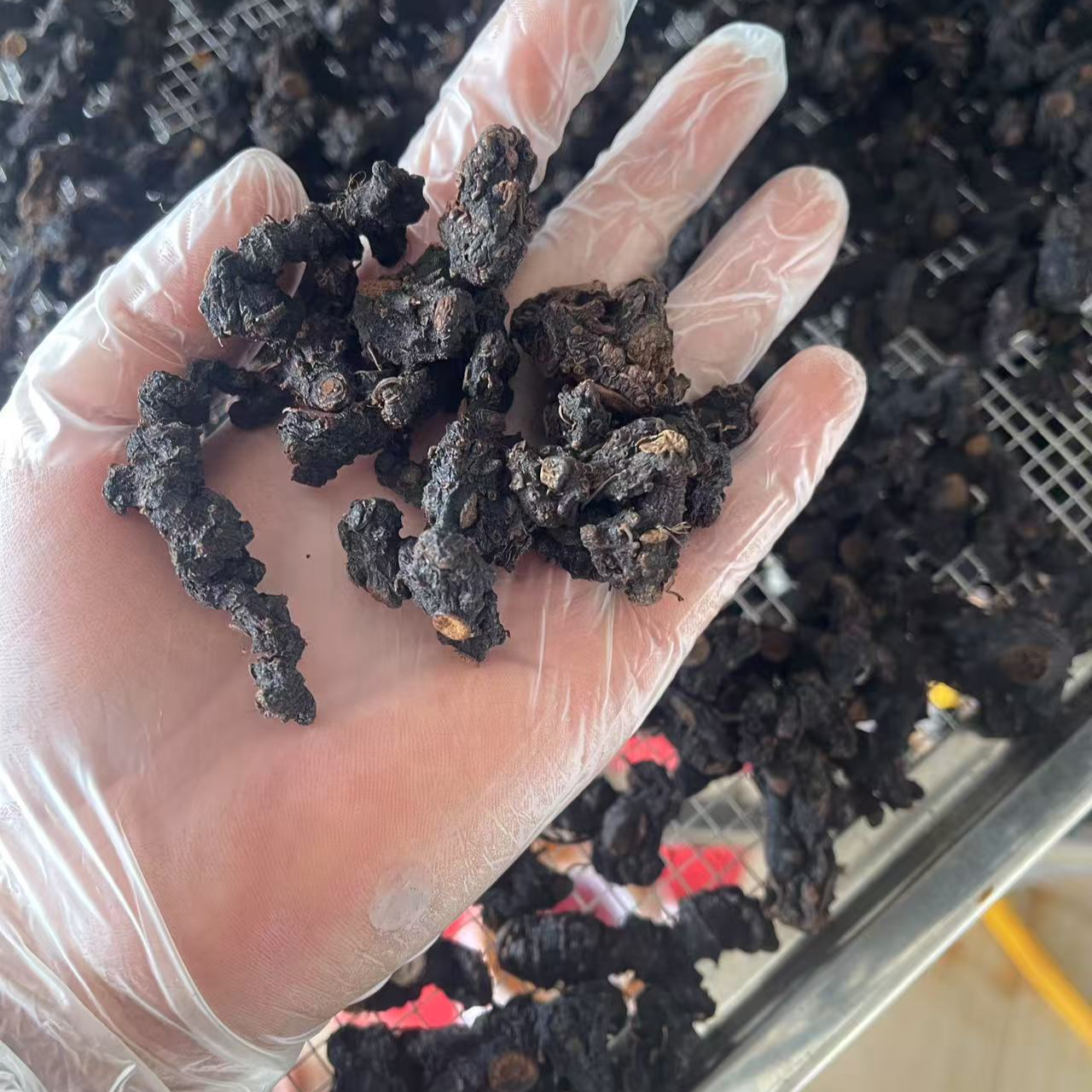 多花倒苗姜仙人余粮黄精（试吃装）多花黄精中药黄精药材