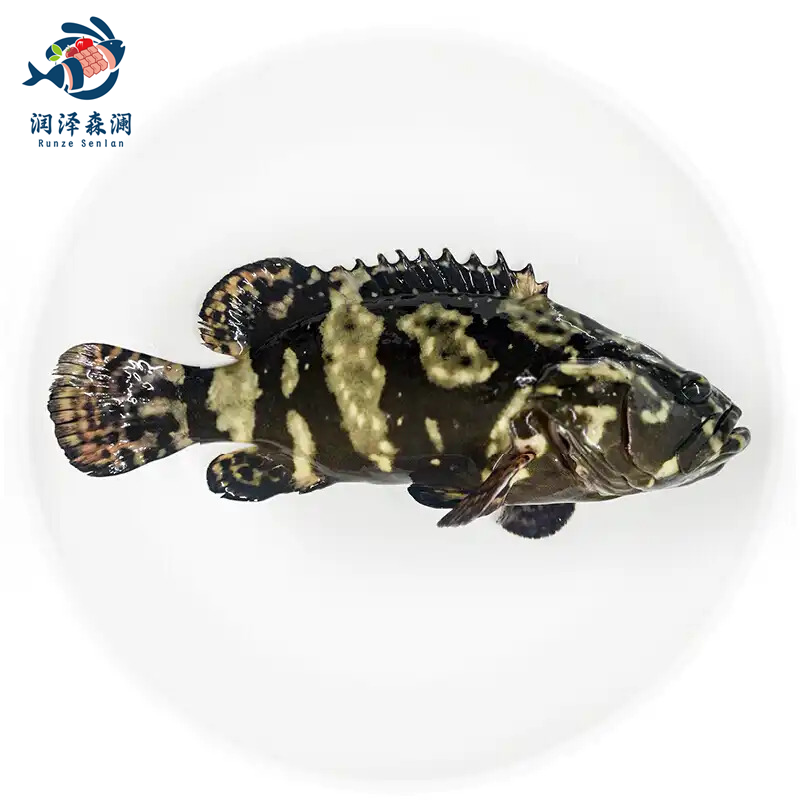 「潮丰源水产」深海鲜活冻龙胆珍珠老虎石斑鱼
