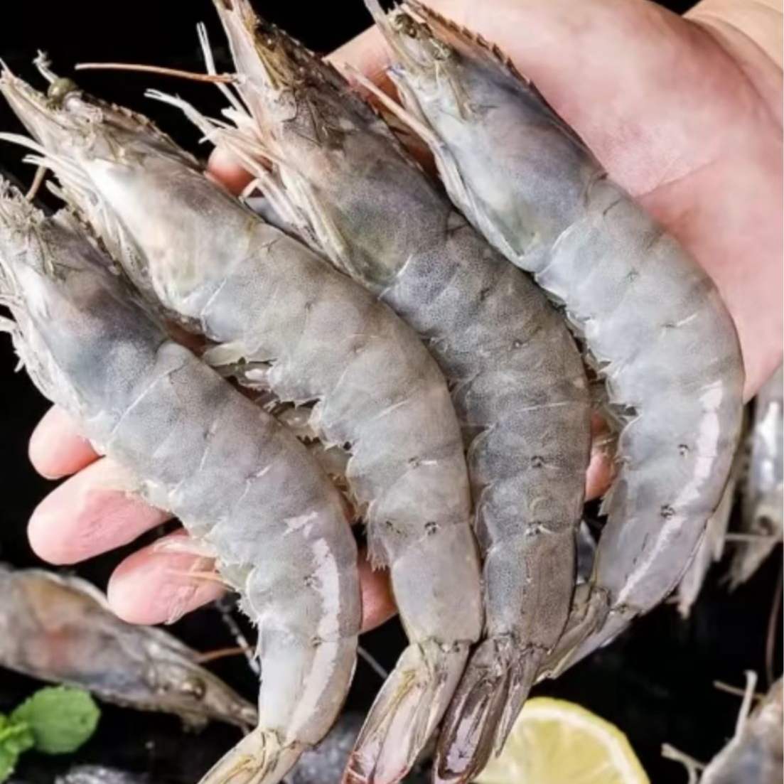 H海洋大虾15 - 18cm 45只左右活虾速冻顺风冷链整箱四斤