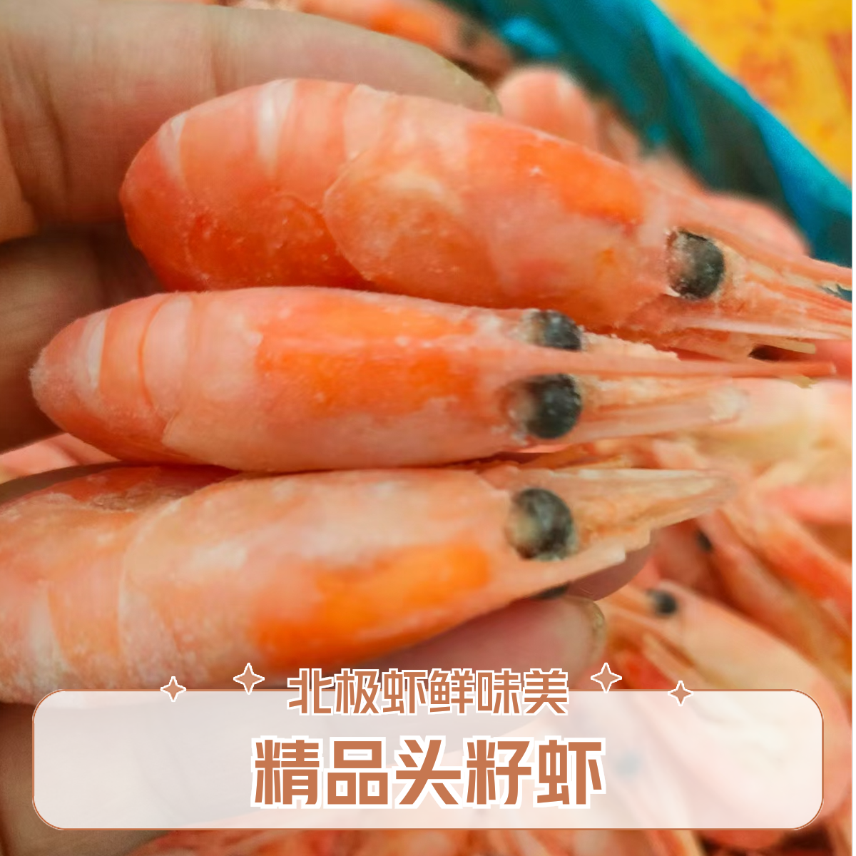 【北极虾精选头籽】甜虾野生虾北极熊甄选新鲜鲜甜顺丰冷链25年新货