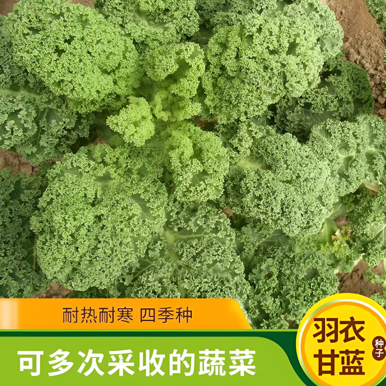 【羽衣甘蓝种子】家庭小院阳台抗寒耐冻四季盆栽地栽可食用