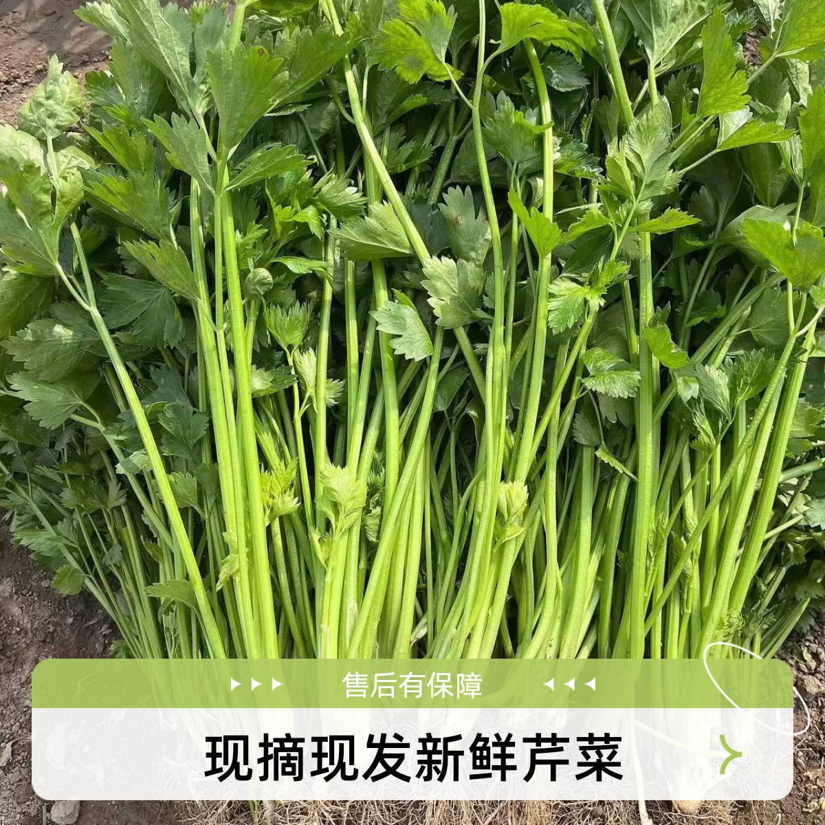 湖南本地老品种土芹菜现摘新鲜芹菜空心香芹露天农家自种