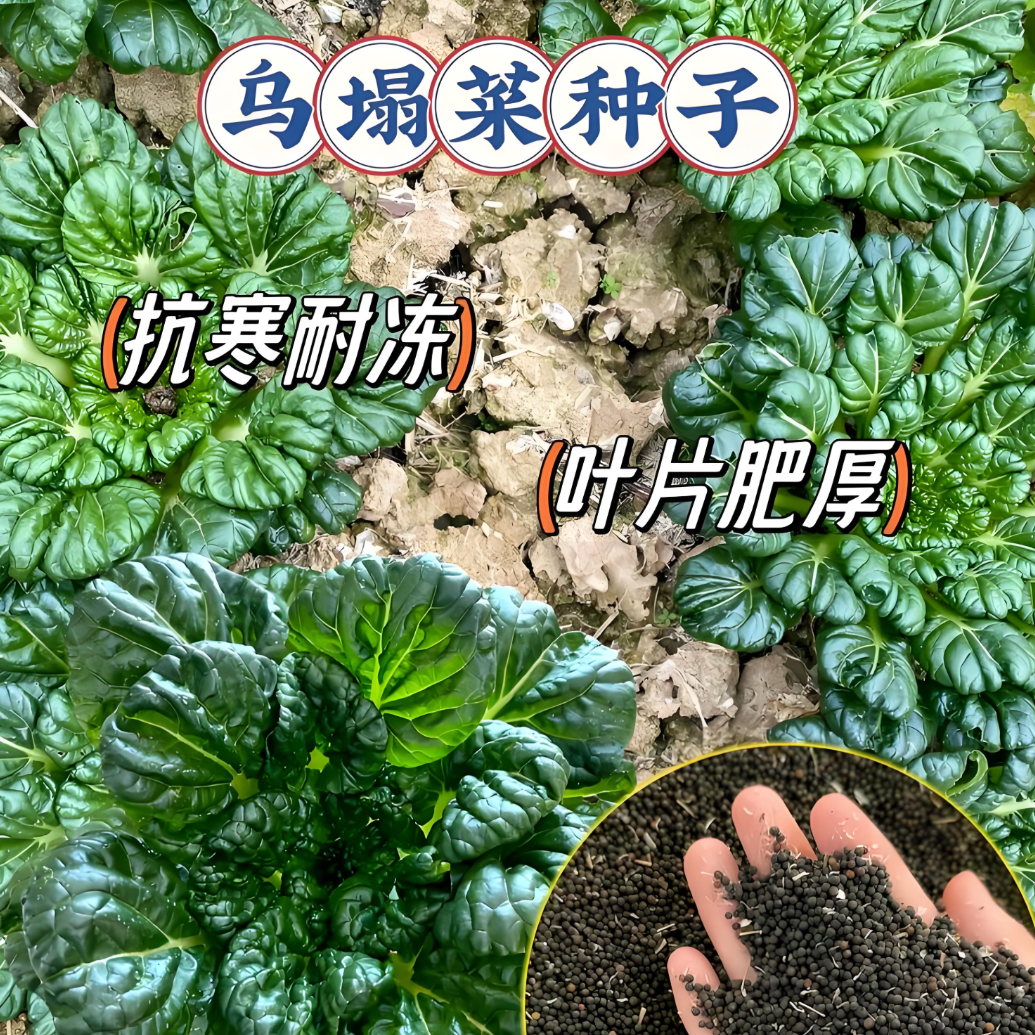 【绿心乌塌菜种子】家庭阳台庭院种植四季可种易栽易活