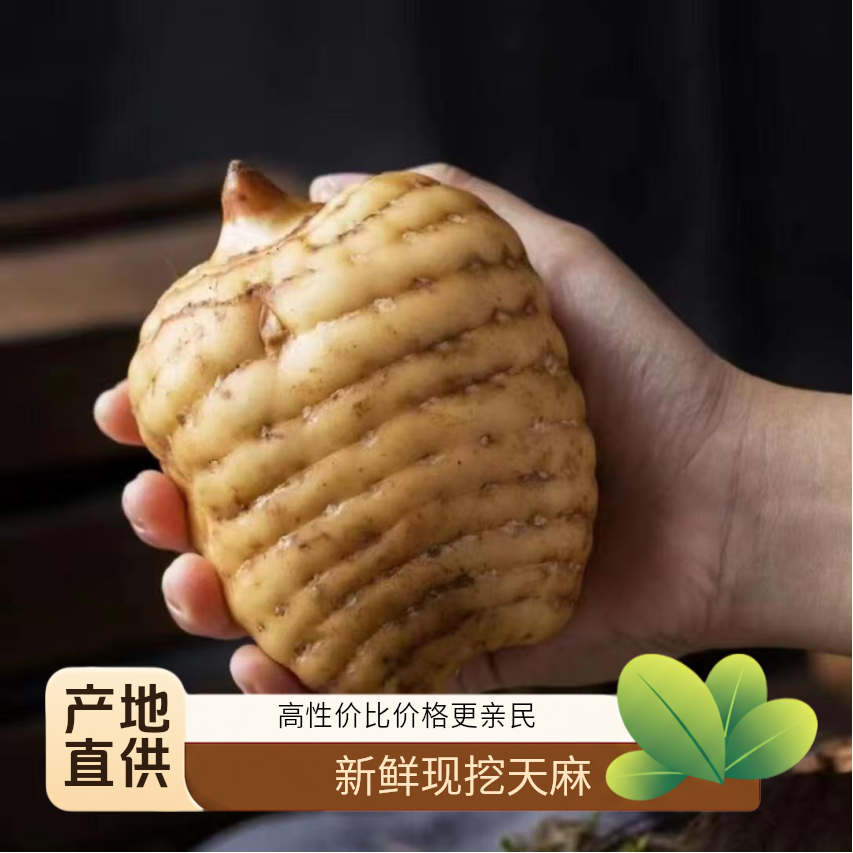 云南昭通天麻小草坝高山林下仿野生乌天麻原产地发货足年新鲜天麻