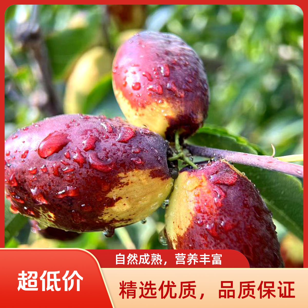 宁夏特产灵武长枣当季新鲜水果脆甜多汁皮薄肉厚
