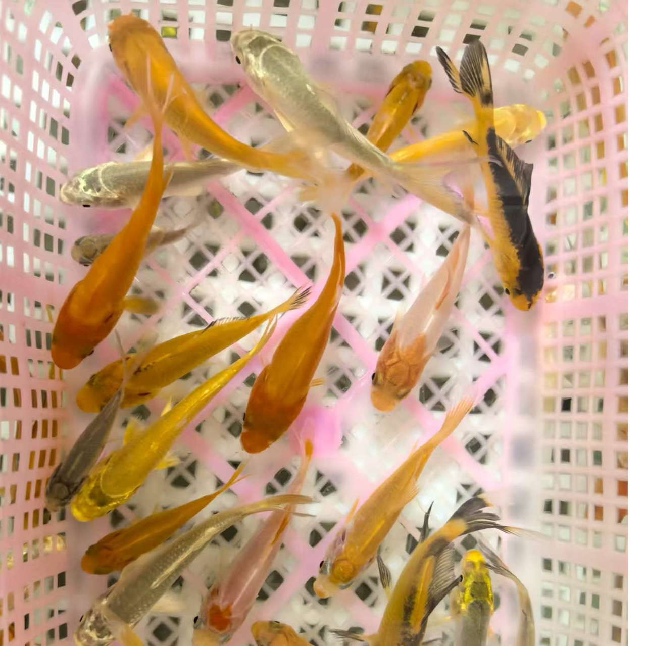 蝴蝶鲤锦草金混搭好养好活