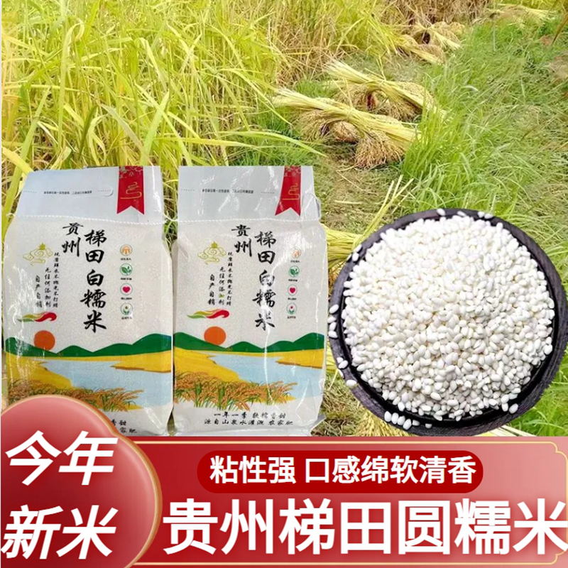 2024年贵州梯田圆糯米糯米白糯农家糯米成熟成熟人工农场5斤10斤