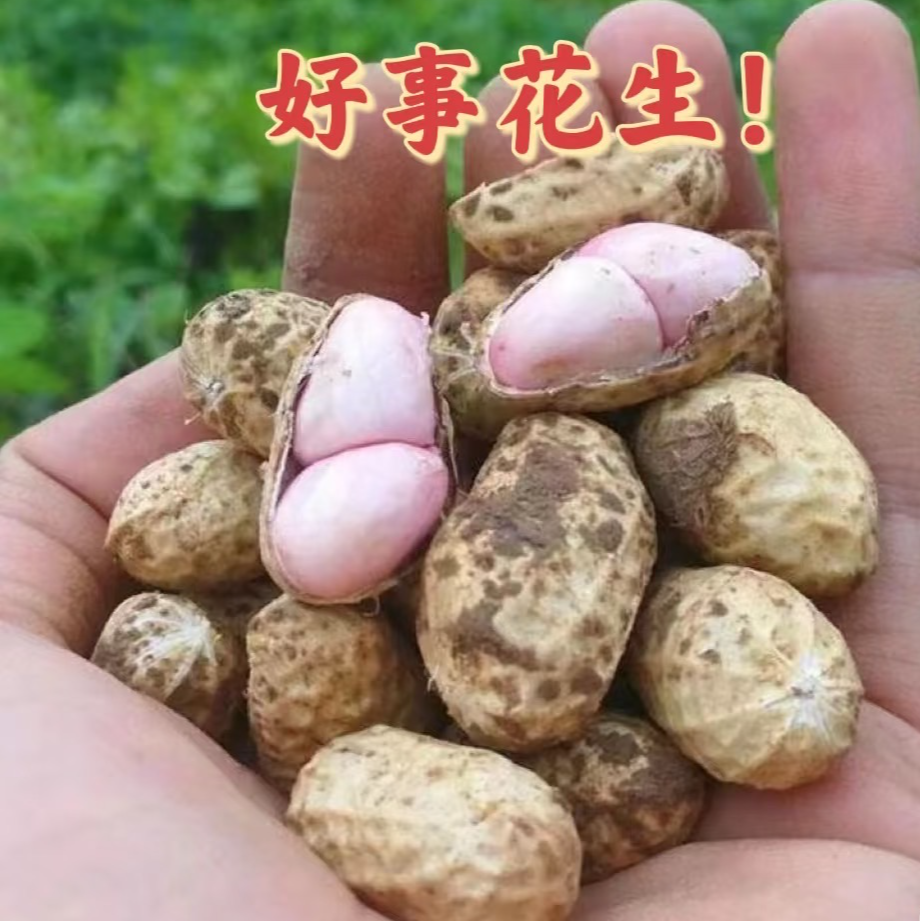 水果鲜花生 先挖现卖 湿花生 饱满度95%以上 小时候味道 爷爷种的