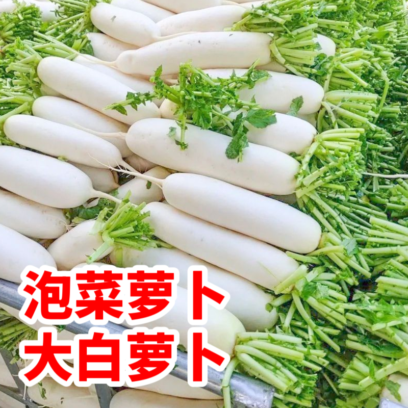 新鲜白萝卜泡菜萝卜蔬菜水果应季农家自种长阳高山现摘现发火锅
