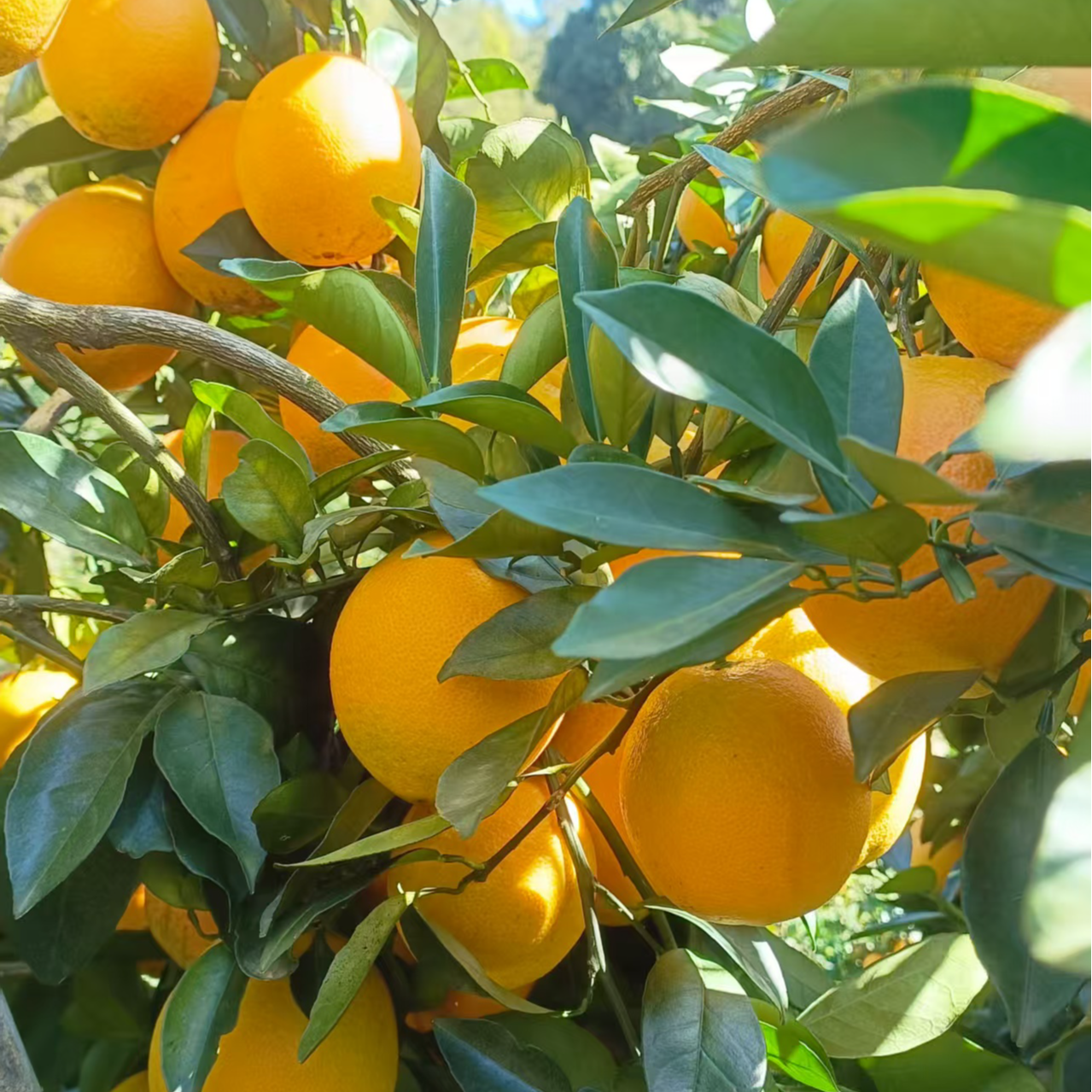 赣南脐橙10斤装精品橙现摘现发原味原生态