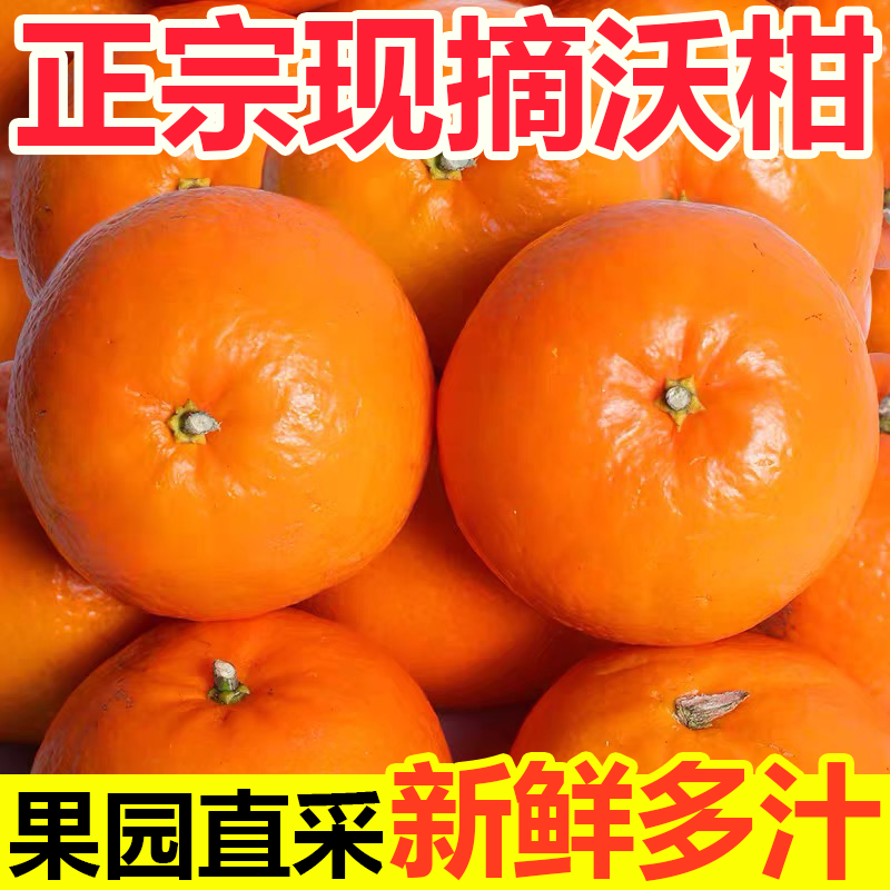 正宗沃柑当季新鲜采摘多汁爽口水果橘子
