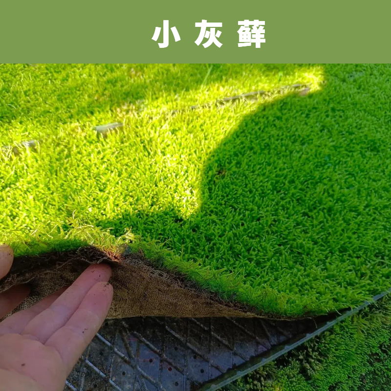 花盆用专用苔藓青苔铺面鲜活苔藓青苔藓盆景苔藓铺面