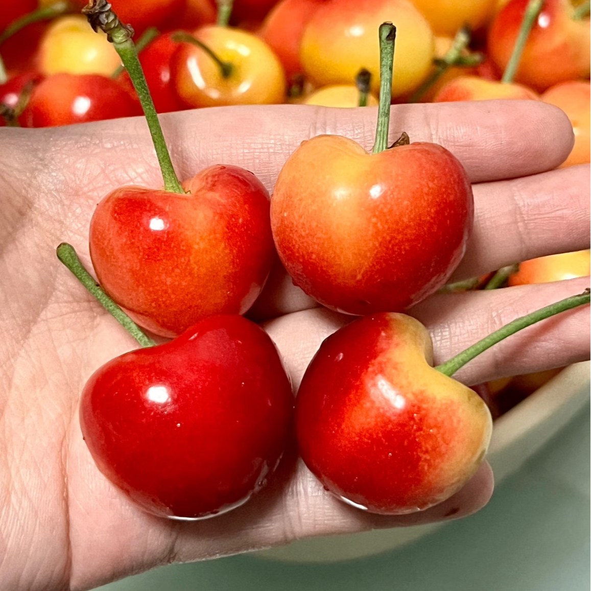 雷尼尔黄金车厘子脆甜智利海运顺丰空运J-4J内附果径卡